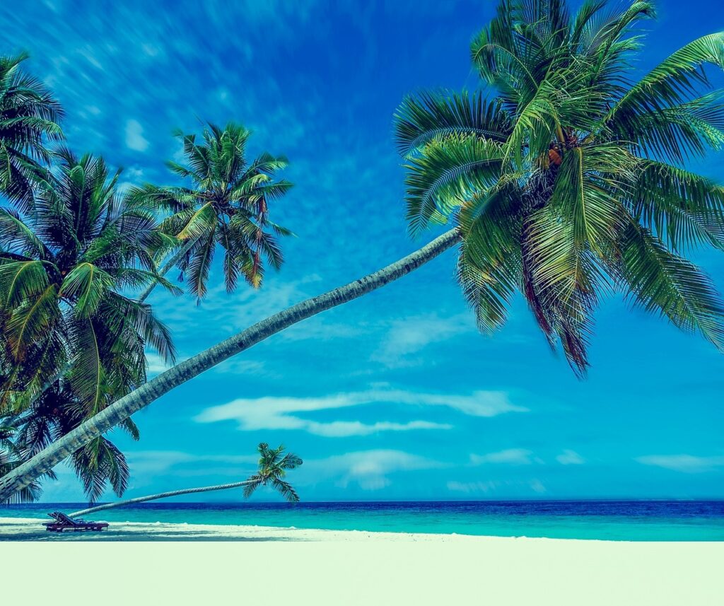 palm trees, beach, sand, paradise, holiday, bathing, the sea, sand beach, nature, ocean, summer, relax, the sun, sea view, trees, country, water, holidays, paradise beach, island, palm beach
