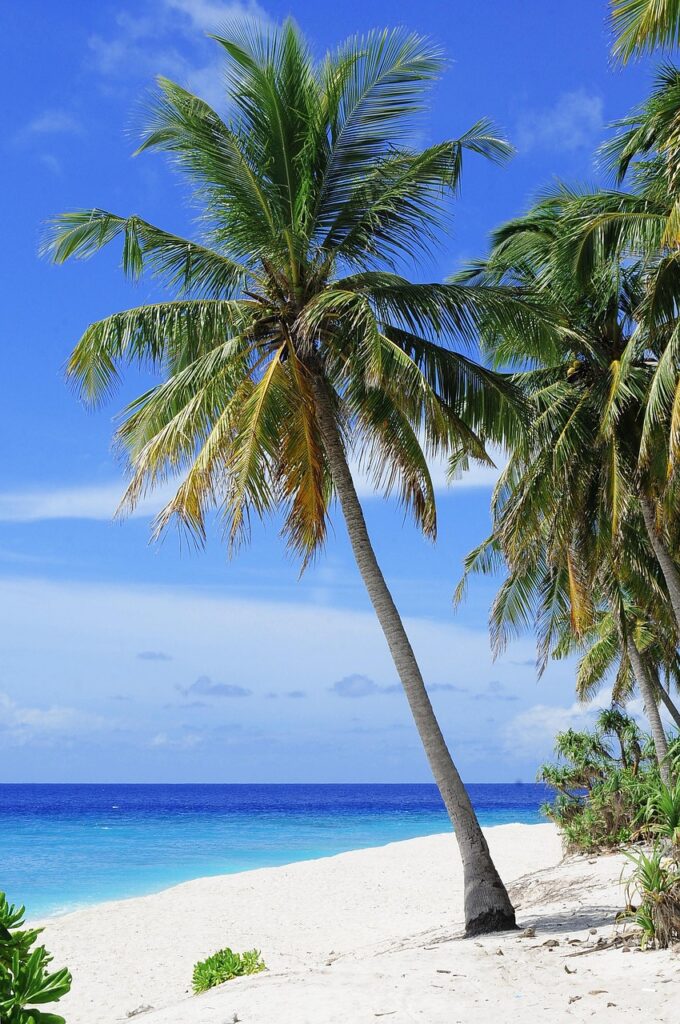 beach, palm trees, sea, ocean, seascape, horizon, island, tropical, tropical island, maldives, nature, travel, vacation, sand, sandy beach, shore, seashore, white sand, coast, beach, beach, beach, beach, beach, palm trees, palm trees, palm trees, island, tropical, maldives, maldives, maldives